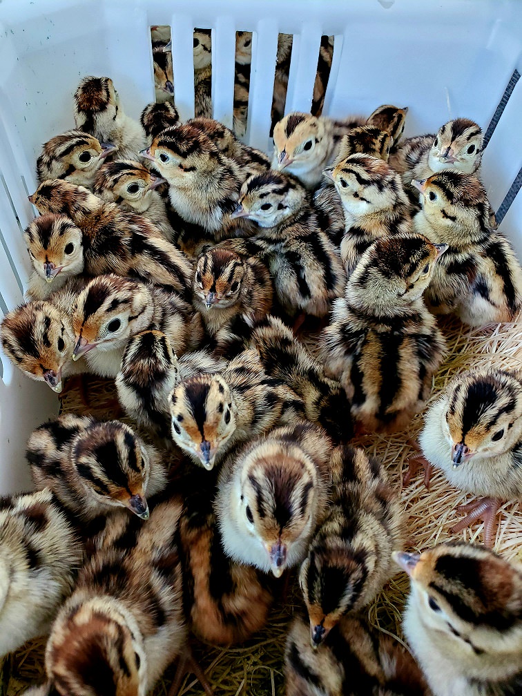Chicks to the Farm 2.jpg